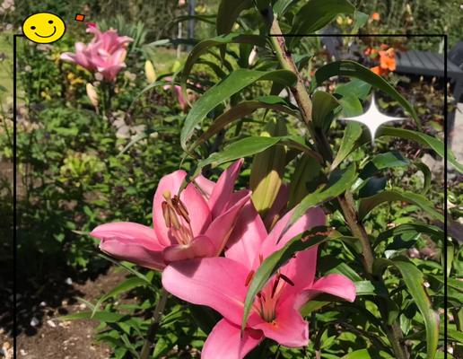 山百合花代表什么情感？它的花语有何特别之处？