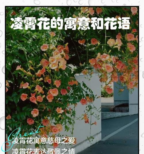 送婶婶花的花语含义是什么？