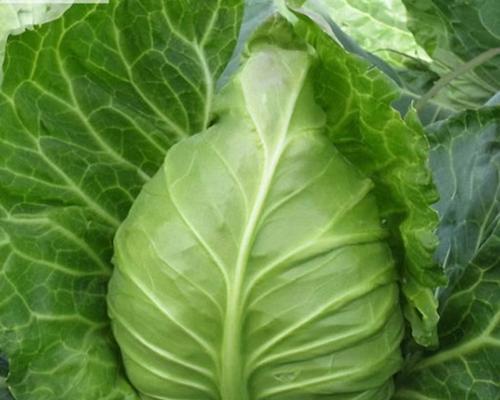 牛心菜是什么菜？牛心菜的营养价值和食用方法有哪些？