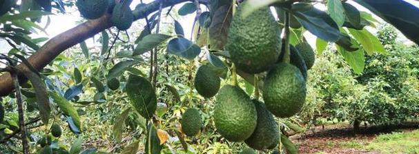 牛油果亩产量是多少？产量高吗？
