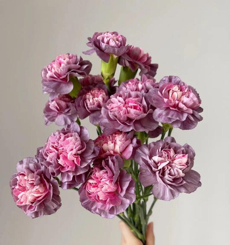 野马玫瑰的花语有哪些？野马玫瑰象征着什么？