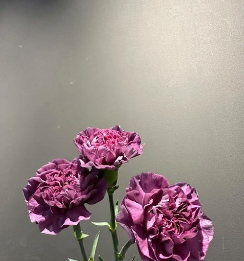 野马玫瑰的花语有哪些？野马玫瑰象征着什么？