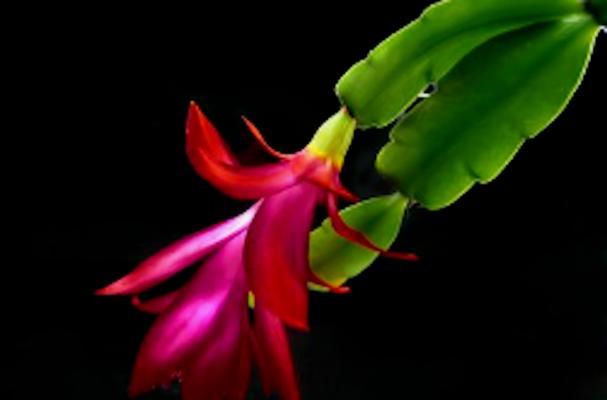 红色蟹爪兰的花语代表什么？传递怎样的信息？