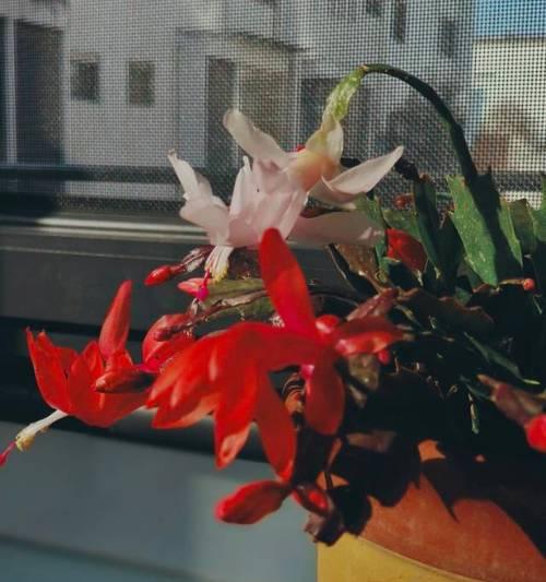 红色蟹爪兰的花语代表什么？传递怎样的信息？
