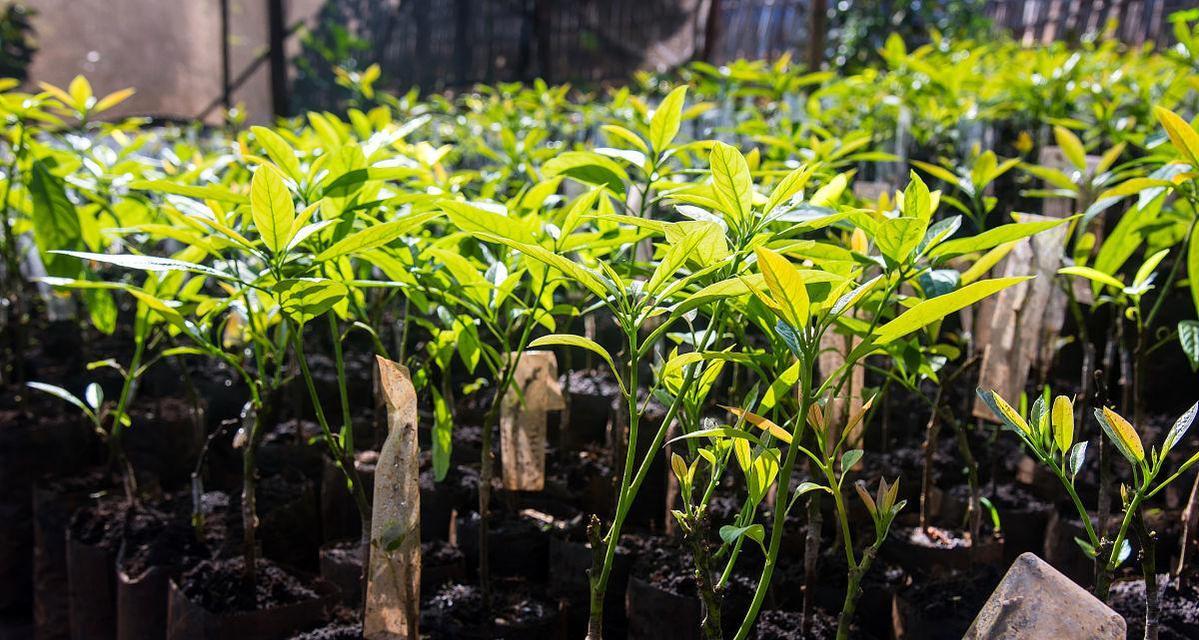 牛油果种子种植方法是什么？种植后多久能发芽？