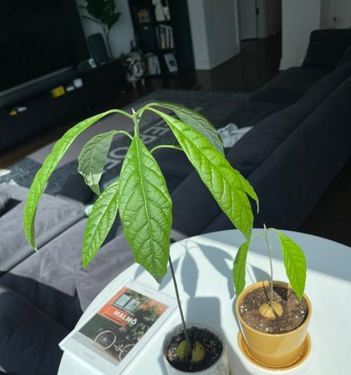 牛油果种子种植方法是什么？种植后多久能发芽？