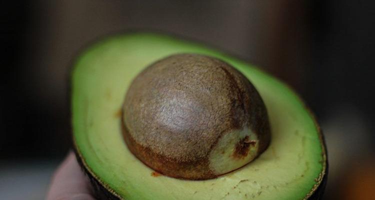 牛油果种子种植方法是什么？种植后多久能发芽？