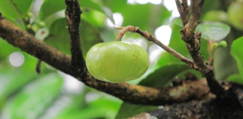牛油果冬天会冻死吗？如何在寒冷季节保护牛油果树？