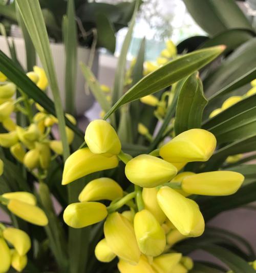 黄色与绿色搭配的花语有何寓意？花语中黄绿搭配代表什么？