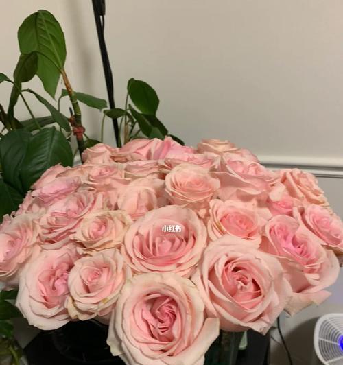粉色菠萝的花语有哪些？它象征着什么？