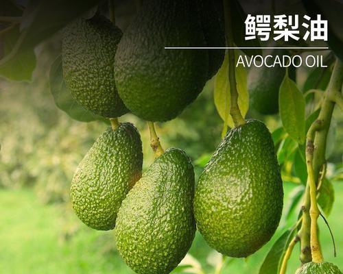 牛油果有哪些不同的果实类型？如何区分它们？