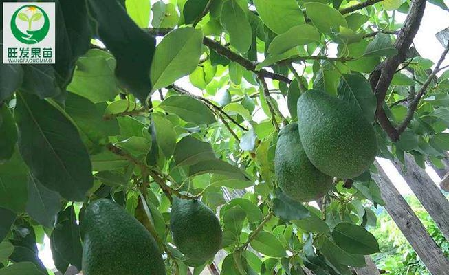 牛油果有哪些不同的果实类型？如何区分它们？