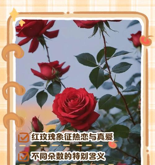 黑红玫瑰的花语有何深意？