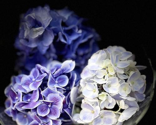 蓝色绣球背叛的花语有何深意？