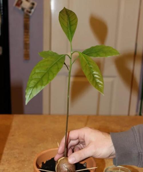 牛油果核真的可以种植吗？种植过程和注意事项是什么？