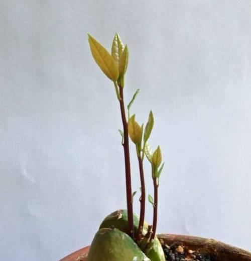 牛油果核真的可以种植吗？种植过程和注意事项是什么？