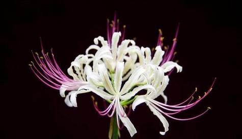 彼岸花的真正花语第4种是什么？彼岸花表达什么？