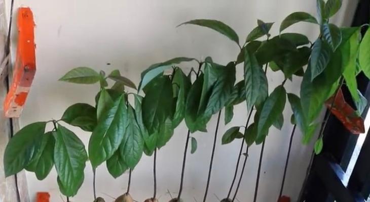 牛油果核真的能种出盆栽吗？牛油果籽种植步骤是什么？