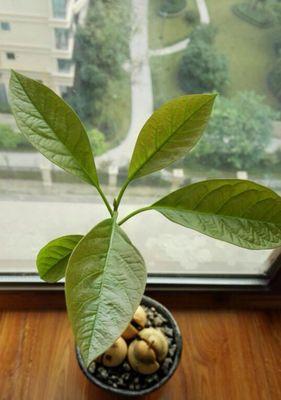 牛油果核真的能种出盆栽吗？牛油果籽种植步骤是什么？