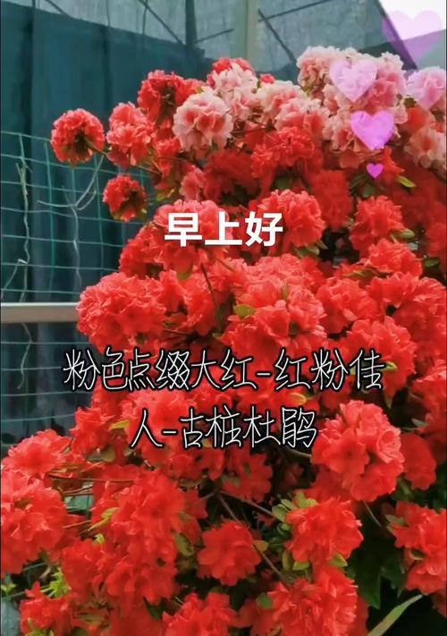 杜鹃花的花语是什么？它传递了哪些情感？