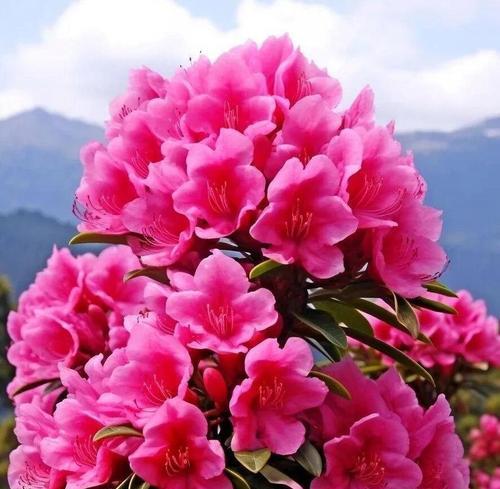 杜鹃花的花语是什么？它传递了哪些情感？