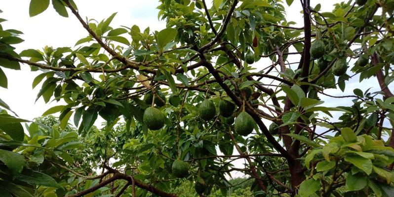 牛油果几年才能结果实？如何加速牛油果成熟过程？