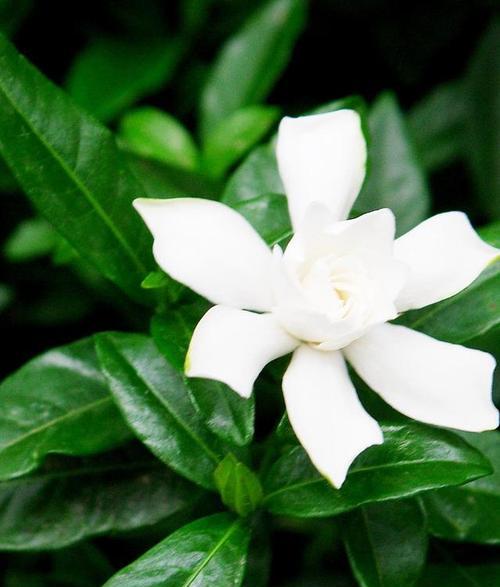 九妹透红的花语有何深意？它象征着什么？