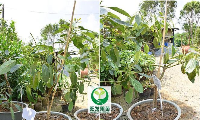 牛油果嫁接几年才能结果？嫁接后养护要点是什么？