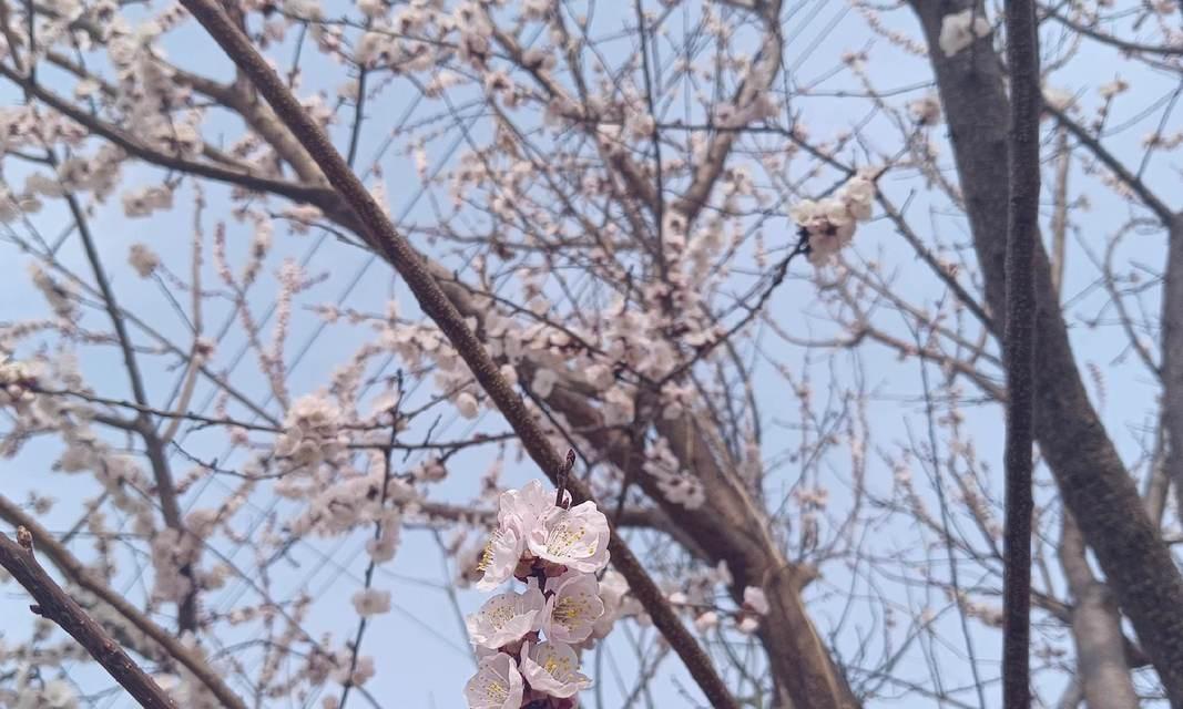 杏花的花语具体是什么？杏花代表了哪些寓意？