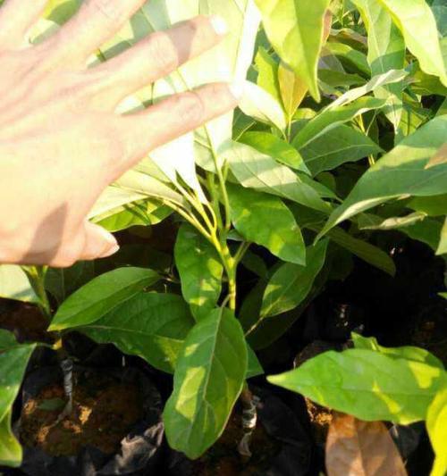 牛油果嫁接几年才能结果？嫁接后养护要点是什么？