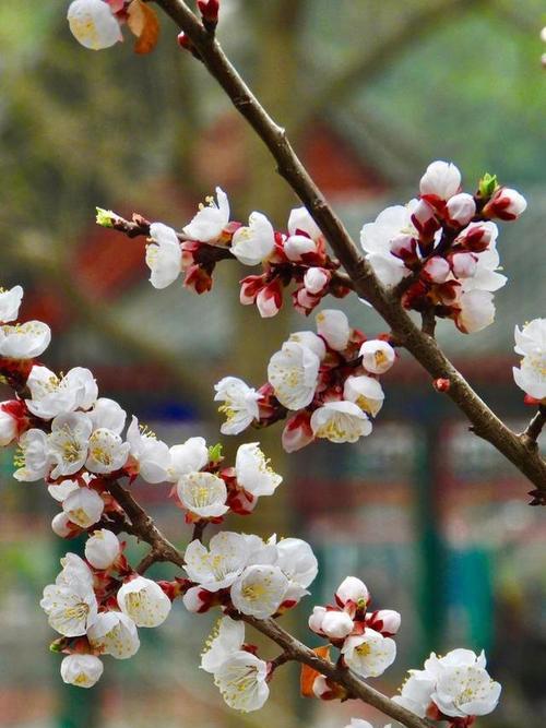 杏花的花语具体是什么？杏花代表了哪些寓意？
