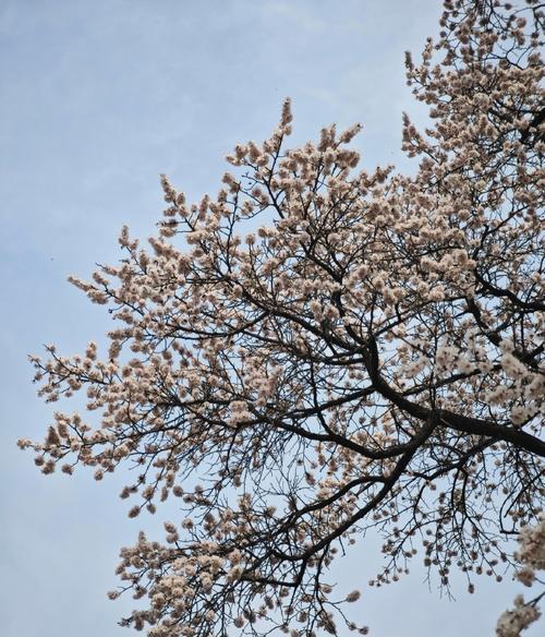 杏花的花语具体是什么？杏花代表了哪些寓意？