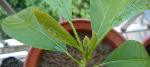 牛油果的保存期限是多久？如何正确存放延长保鲜期？