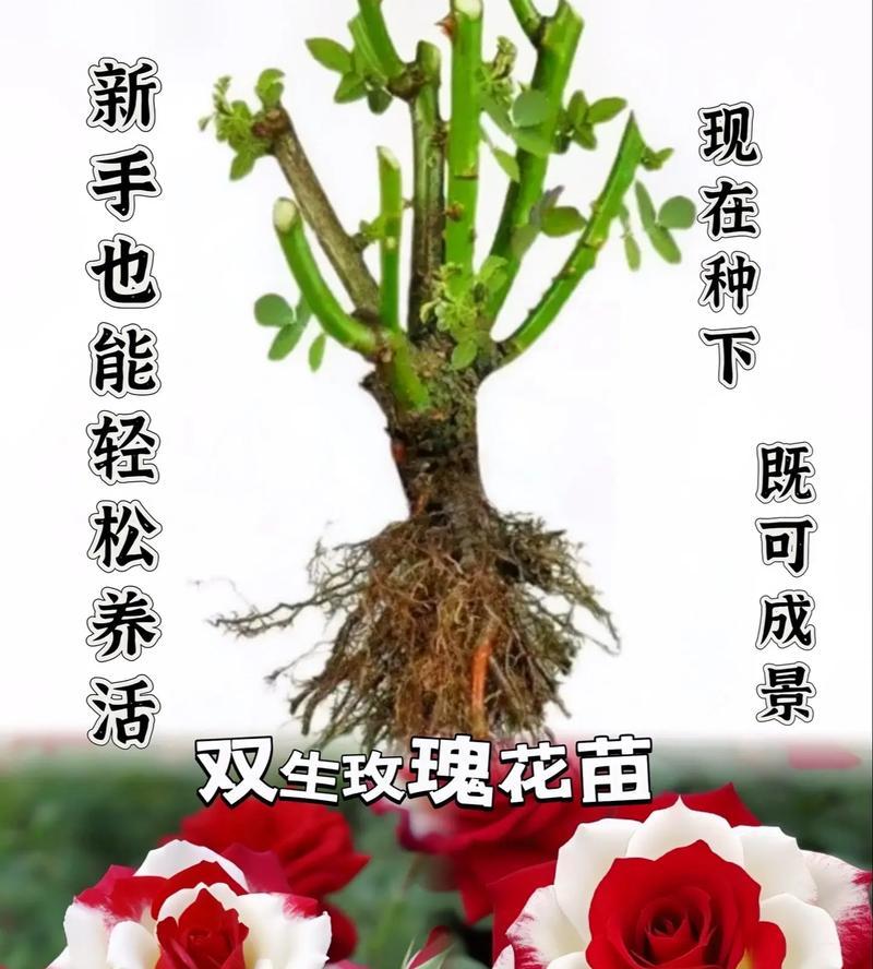 宝蓝玫瑰代表什么寓意？