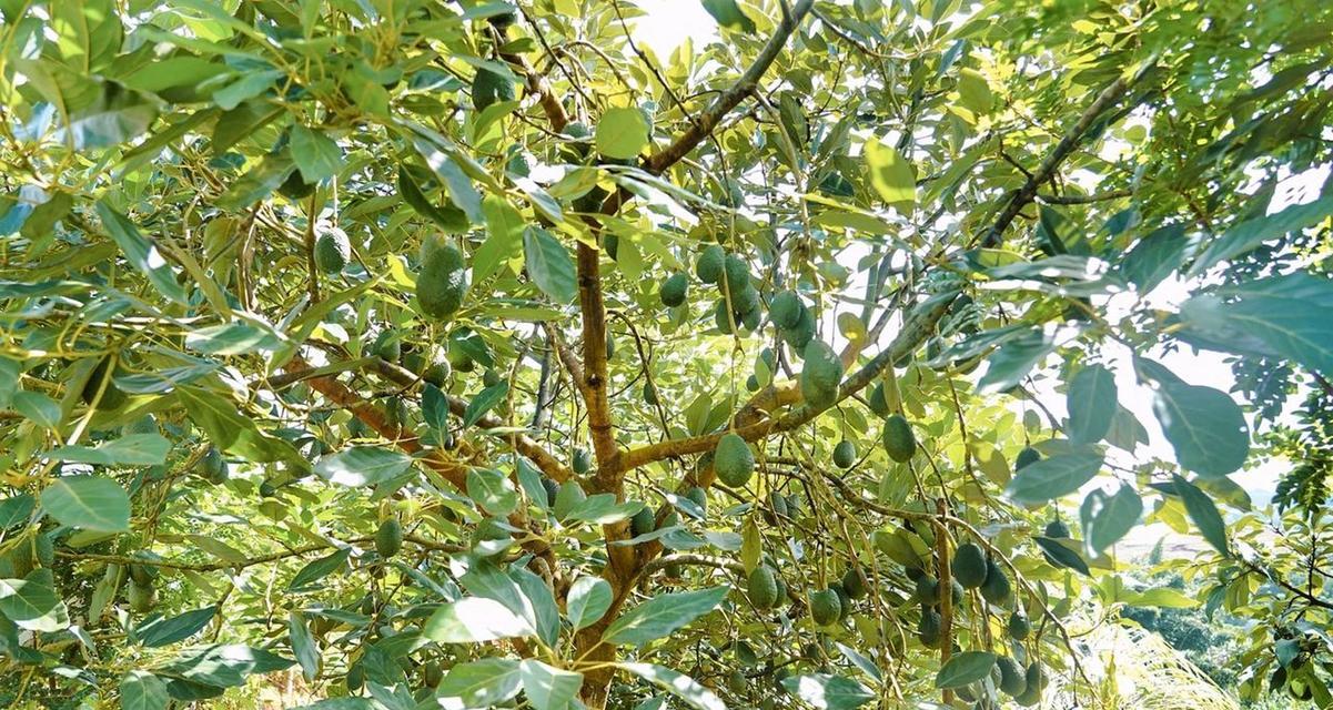 牛油果哪里产的最好？全球优质产地有哪些？
