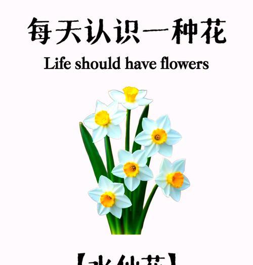 水仙花的花语有哪些含义？它象征着什么？