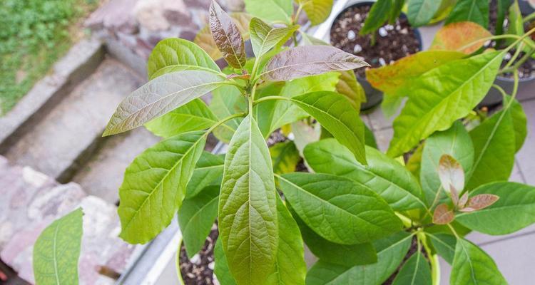 牛油果耐寒多少度？种植时需要注意哪些温度问题？