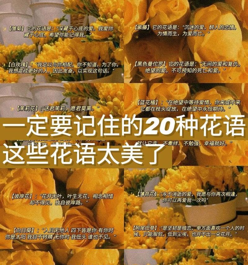 花语中有哪些诗意的表达？