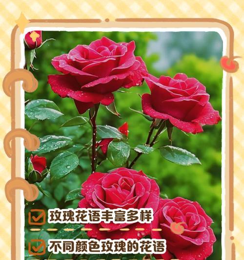双色玫瑰的花语有何不同？香水玫瑰代表什么？