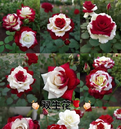 双色玫瑰的花语有何不同？香水玫瑰代表什么？