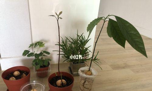 牛油果盆栽几年能结果？如何加速结果过程？