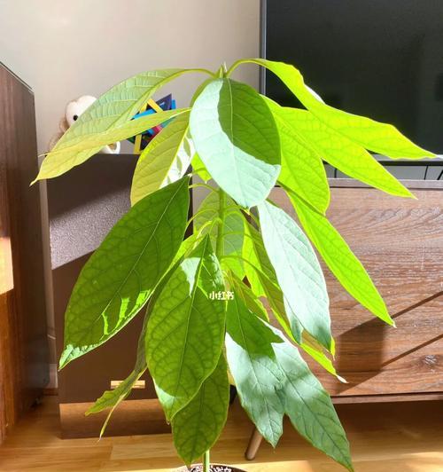 牛油果盆栽几年能结果？如何加速结果过程？