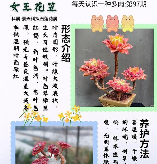 道具轻盈的花语代表什么？如何理解道具轻盈的含义？