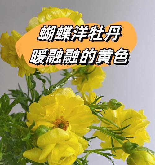 道具轻盈的花语代表什么？如何理解道具轻盈的含义？