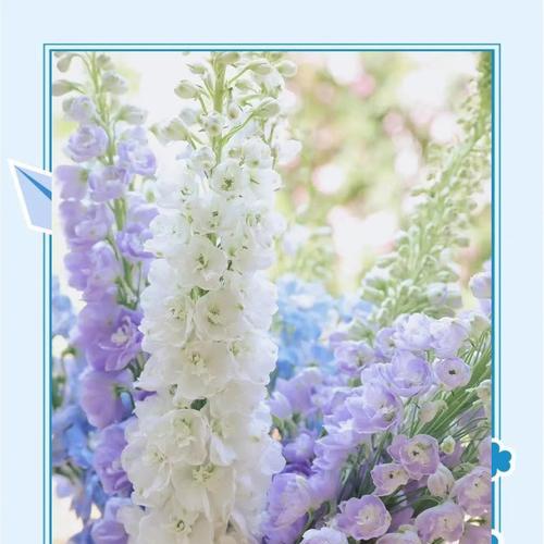 道具轻盈的花语代表什么？如何理解道具轻盈的含义？