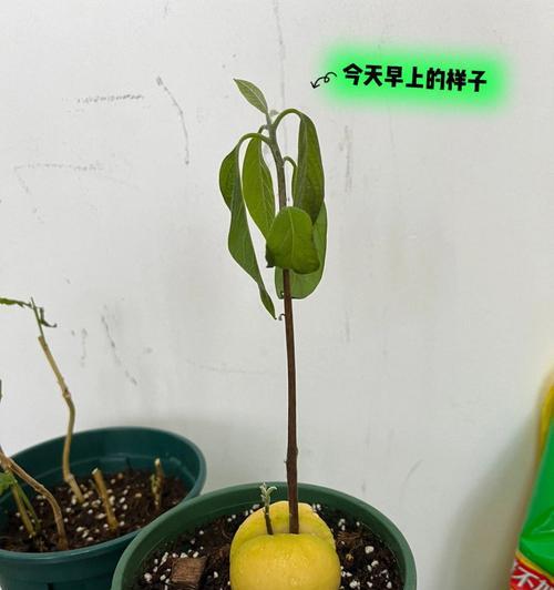 牛油果皮怎么剥开？简单步骤和技巧是什么？