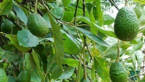 牛油果通常生长在哪些地区？如何在家中种植牛油果？
