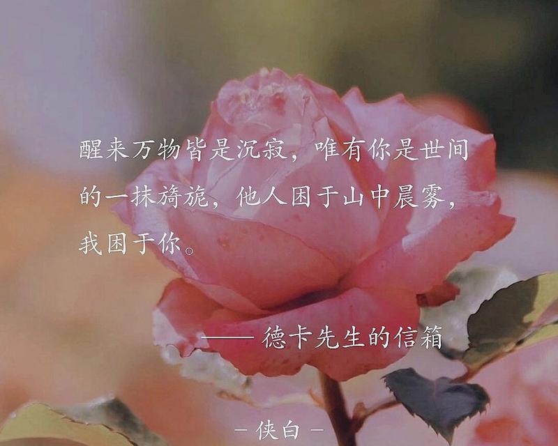 又爱你一次的花语代表什么情感？