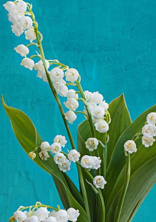 能量球的花语代表了什么？它在花语中有什么含义？