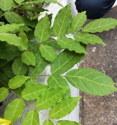 牛油果属于裸子植物吗？常见误解有哪些？